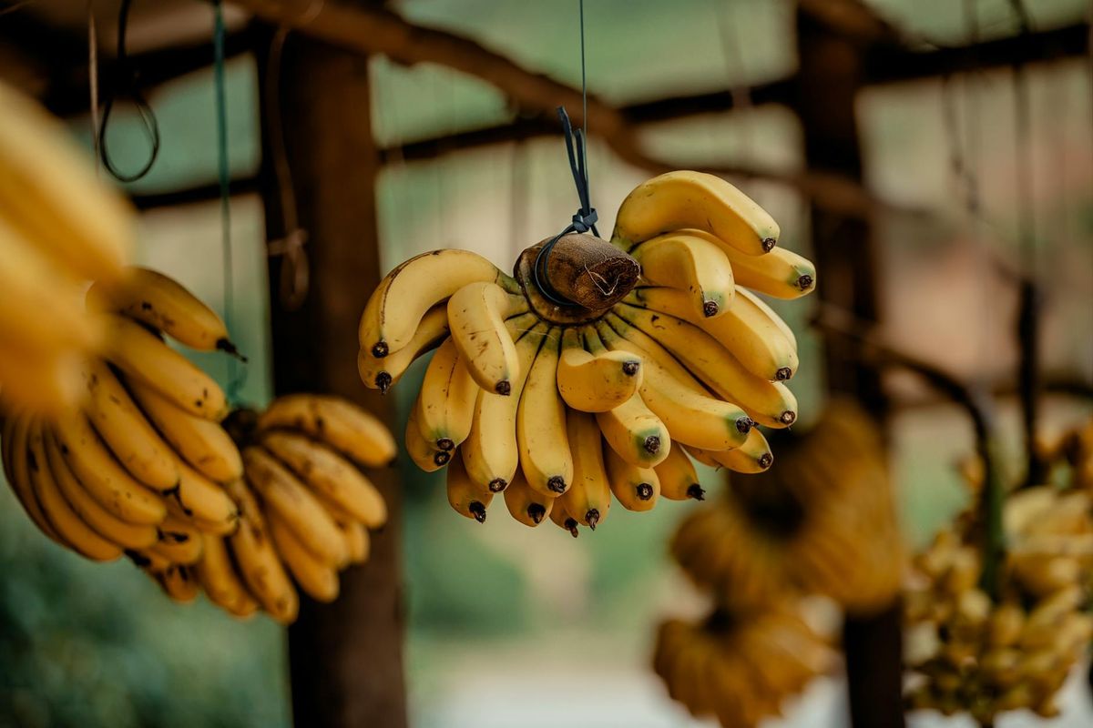 Ripe bananas suspended in a tropical outdoor market setting, ready for sale.