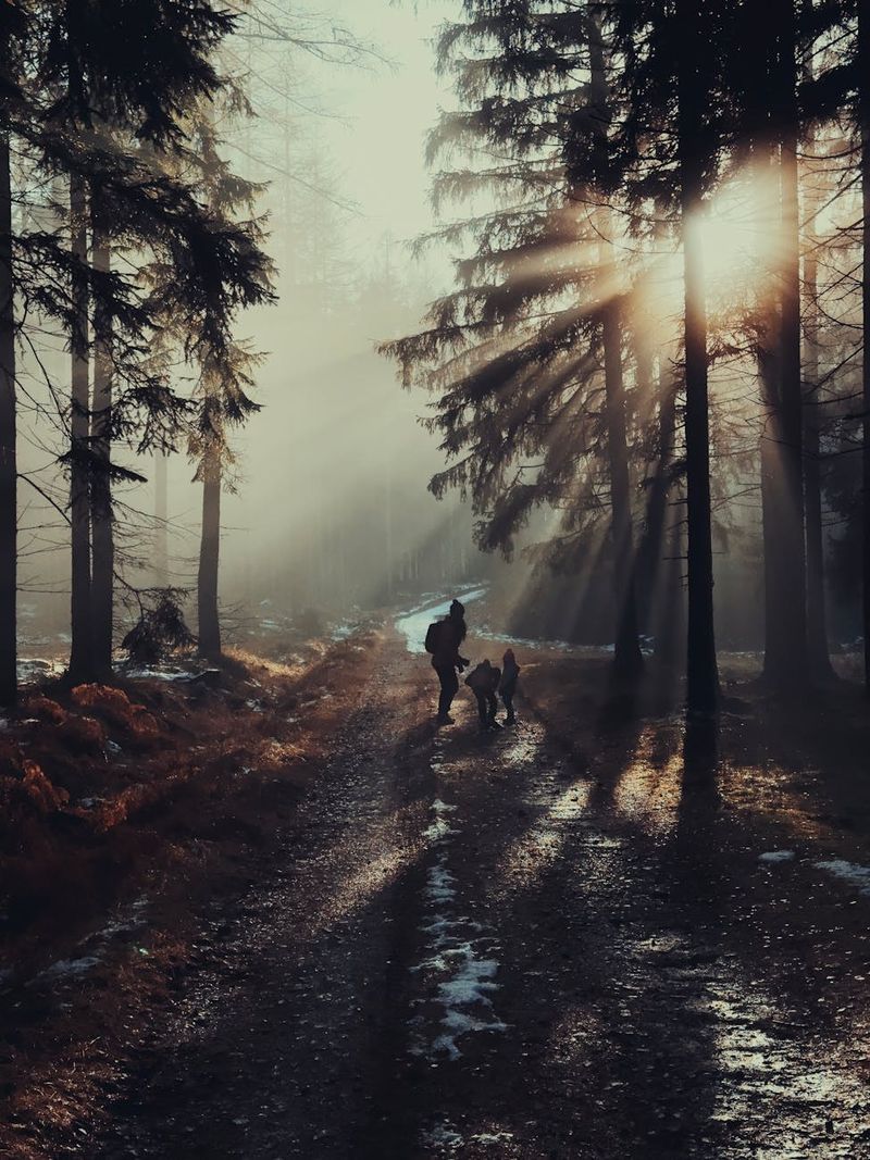 A person and dog walking in a misty forest with sunlight streaming through the trees.